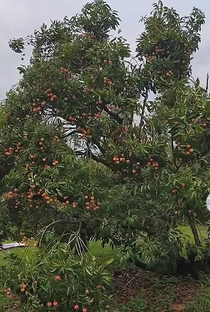 Đất vườn Vô Tranh Lục Nam 3.000m² 1.2 tỷ - Sổ đỏ chính chủ