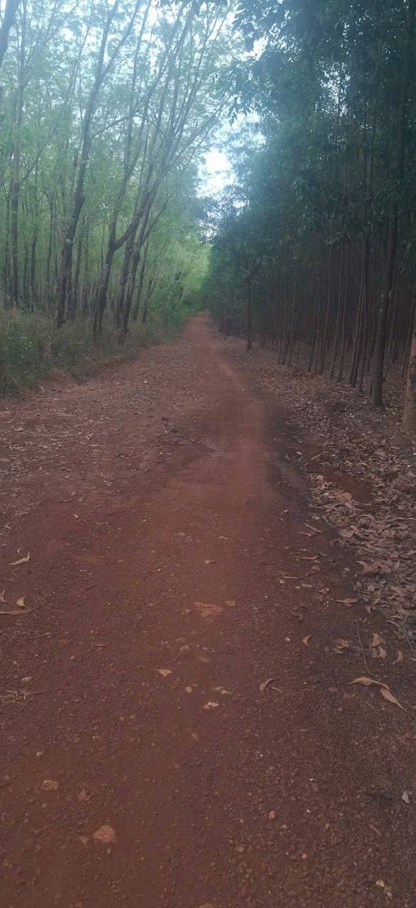 Đất vườn Suối Đá Đồng Phú 4.6ha đẹp - Đầu tư dài hạn