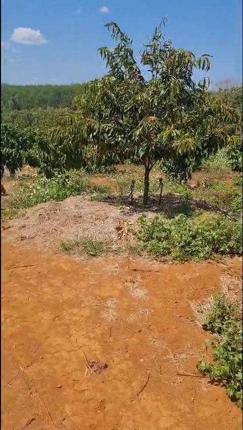 Farm Ia Tô 2520m² 1.5 tỷ - Sổ đỏ chính chủ bám đường 60m