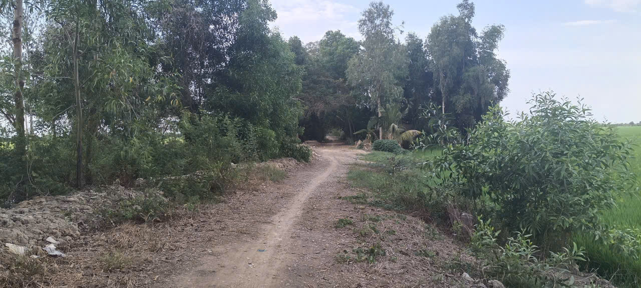 Đất lúa Hưng Thạnh 41.000m² 5.945 tỷ - Sổ đỏ rõ ràng