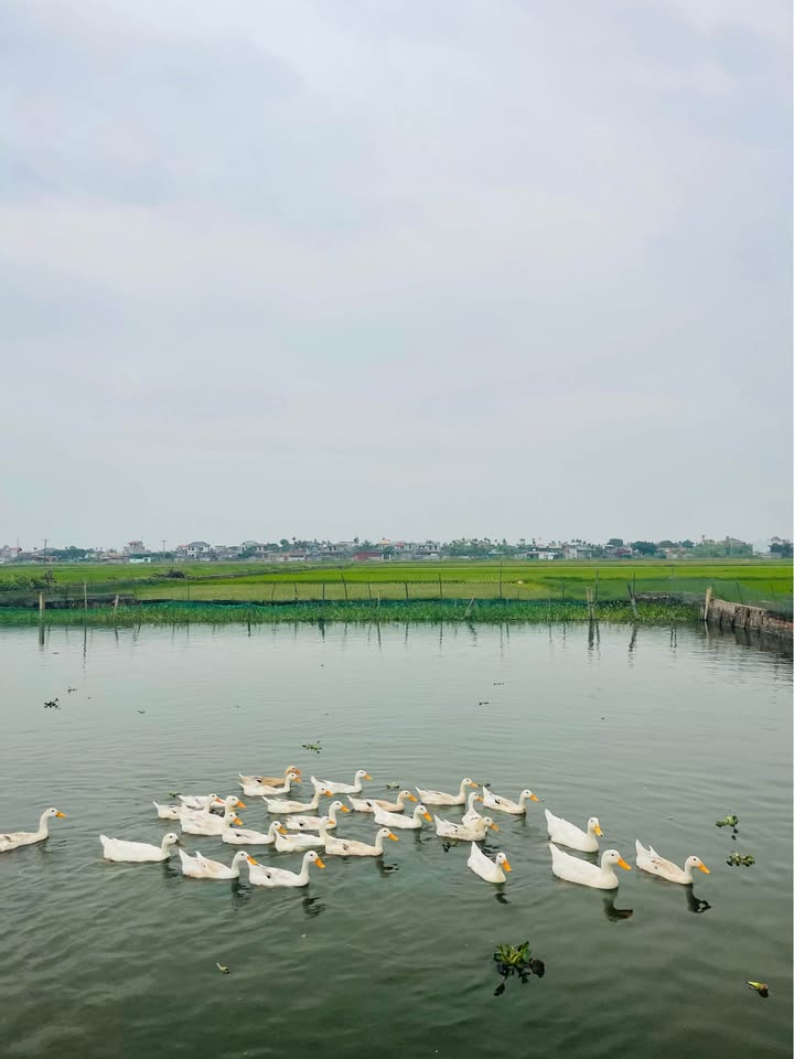 Đất Thái Hưng Thái Thụy 150m² 500 triệu - Đường to ô tô