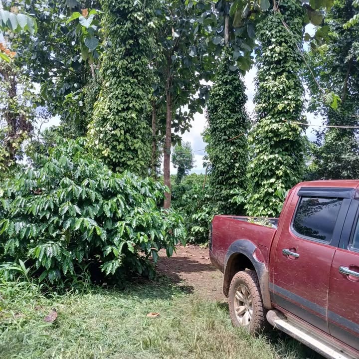 Farm Cư M'gar 1ha giá 2,05 tỷ - Sổ đỏ chính chủ