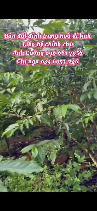 Đất Đinh Trang Hòa Di Linh 2.3 tỷ MT20m-Sổ đỏ chính chủ