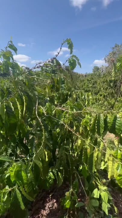 Farm Ea H'leo Dak Lak 1.7ha 165tr/sao - Sinh thái xanh