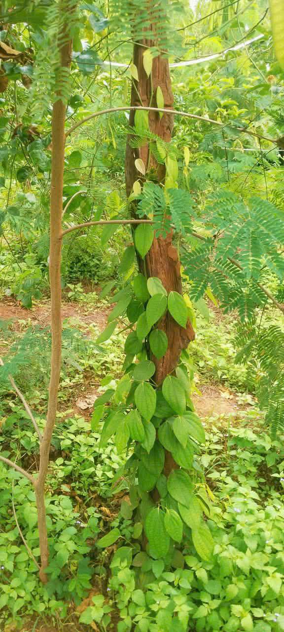 Farm Ea H'Leo 1ha giá 1.55 tỷ - Sổ đỏ chính chủ