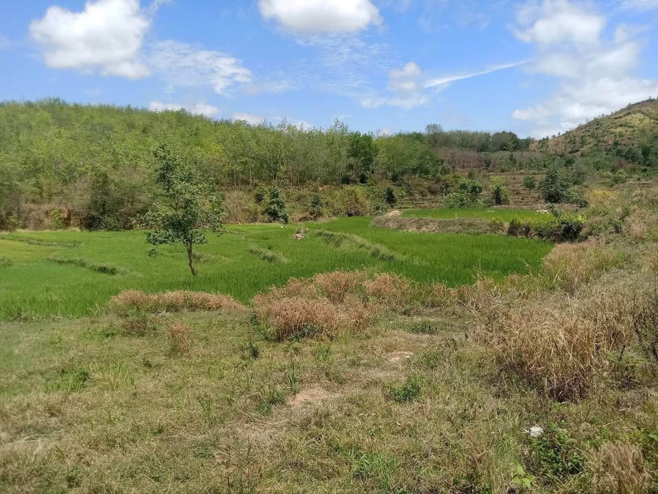 Farm Chư Hreng Kon Tum 2.880m² giá thỏa thuận - Sổ đỏ đang chờ khách thiện chí