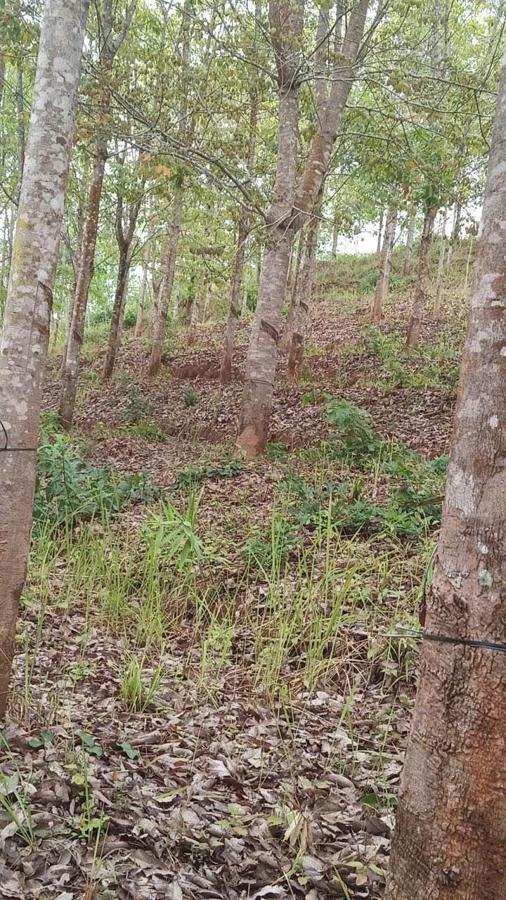 Đất vườn TP Kon Tum 1,2ha 600 triệu - Đầu tư dài hạn