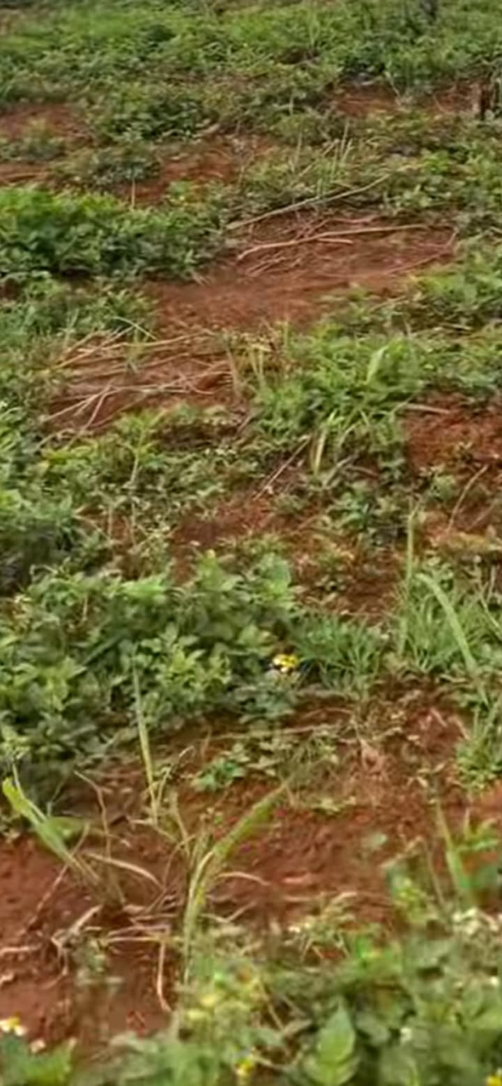 Trang trại Đạ K' Nàng 3,5 ha 2,2 tỷ - Sinh thái xanh