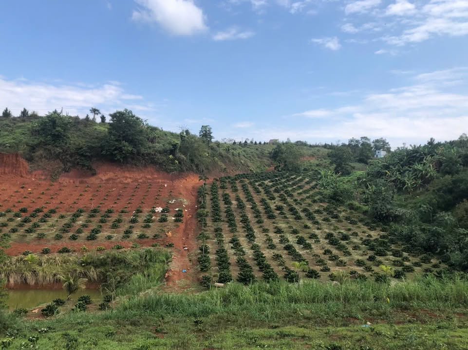 Đất vườn Lộc Ngãi 1ha 550tr/sào - Sinh thái xanh