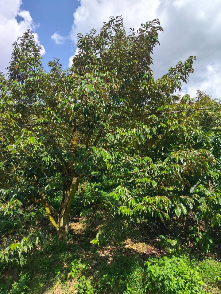 Đất vườn Lộc Nam 1.224m² 1.85 tỷ - Sinh thái xanh