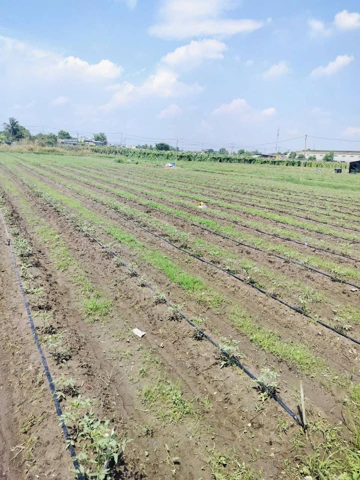 Đất vườn Vĩnh Lộc A 3000m² 12 tỷ - Sổ đỏ chính chủ