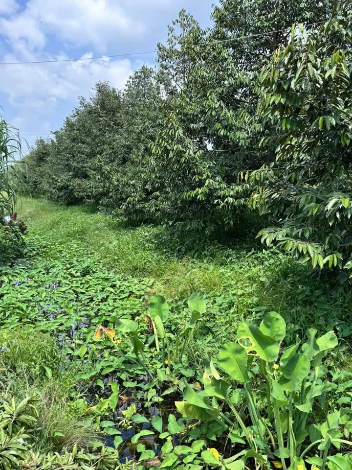 Đất vườn Tân Hưng Cái Bè 10.000m² 1.5 tỷ – Sinh thái xanh