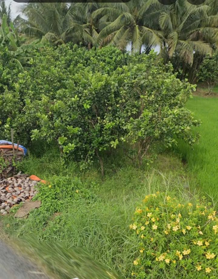 Đất nền Cái Nhum Vĩnh Long 300m² 600 triệu - Sổ đỏ chính chủ