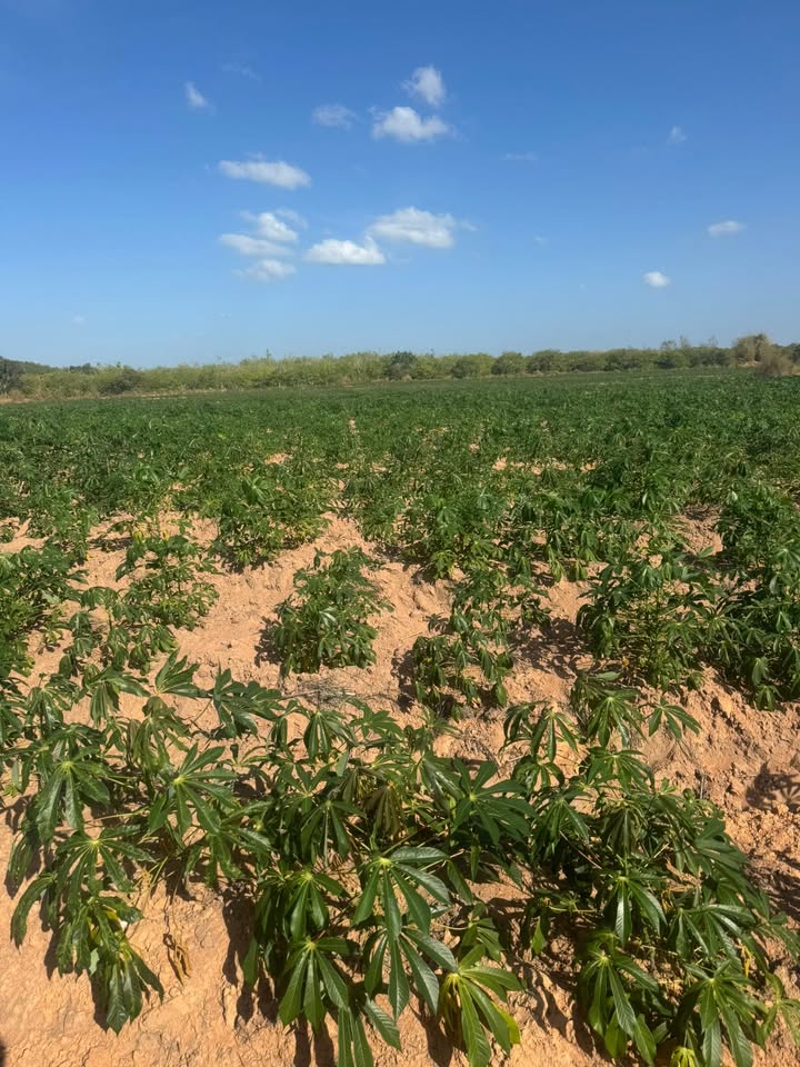 Đất nền Ea Lê Ea Súp 7ha 100tr/ha - Đầu tư dài hạn