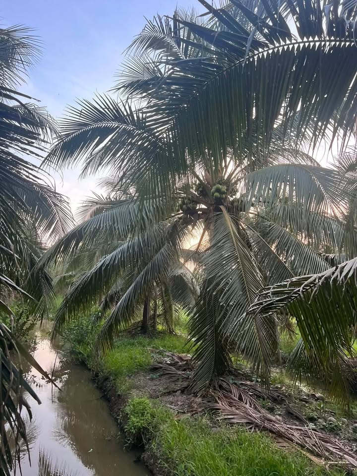 Trang trại Long Hòa Bình Đại 2000m² 900 triệu - Đầu tư dài hạn