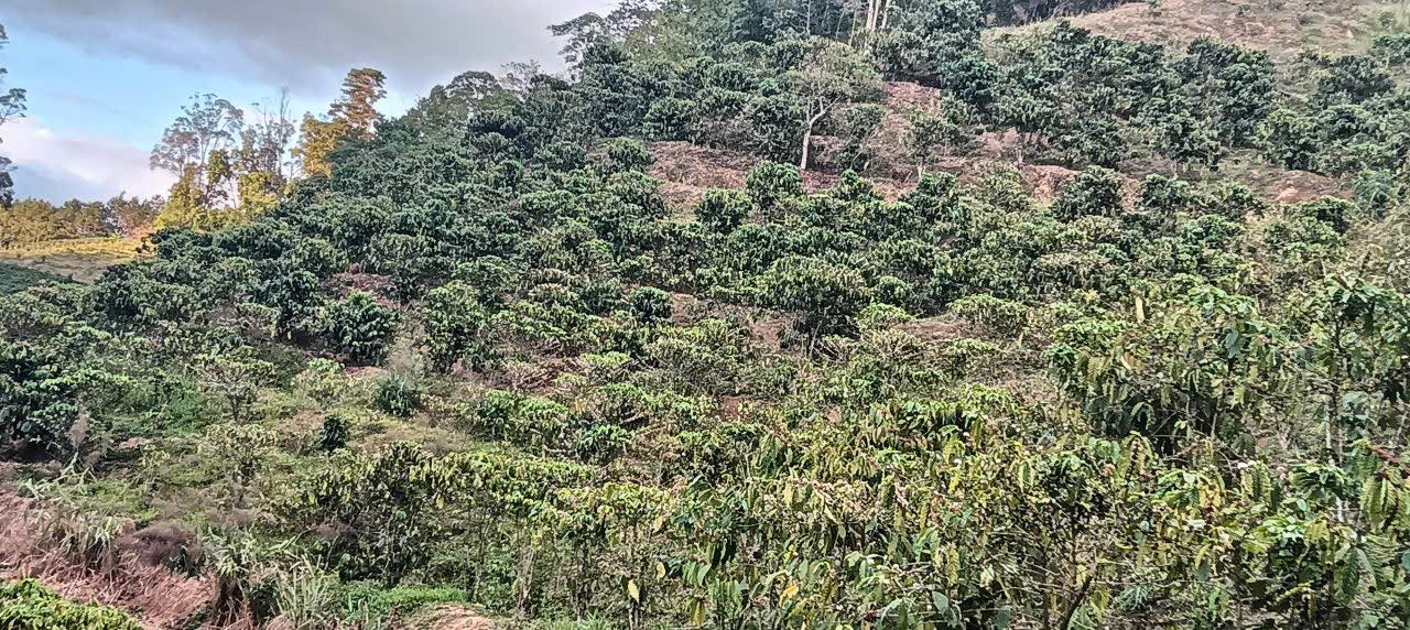 Đất nền Đạ K' Nàng 3.240m² 1.15 tỷ - Sổ đỏ chính chủ