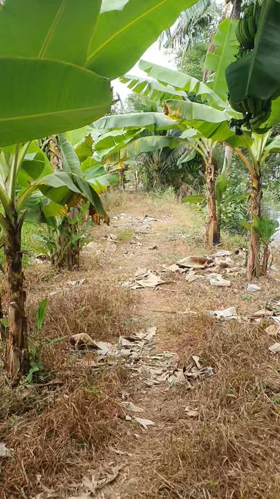 Đất nền Phong Điền 1000m² thỏa thuận - Sổ đỏ chính chủ