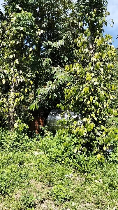 Farm Đinh Trang Hòa 2.160m² 1.8 tỷ - Sổ đỏ chính chủ