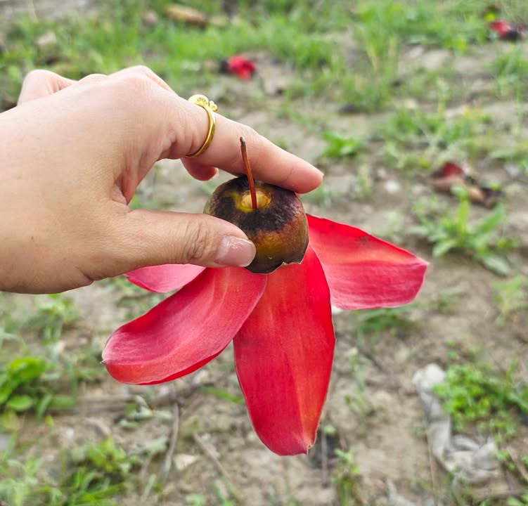 Đất nền KĐT Nam Sông Đào Nam Định 61m² - Sổ đỏ chính chủ!