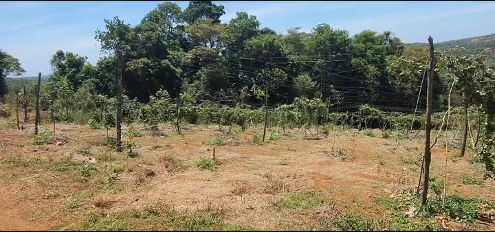 Đất nền Tuy Đức Gia Nghĩa 8,1ha giá 9 tỷ - Sổ đỏ chính chủ