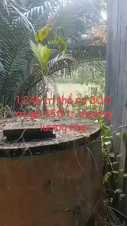 Đất Châu Bình, Giồng Trôm 1.246m²/450 triệu - Chính chủ bán