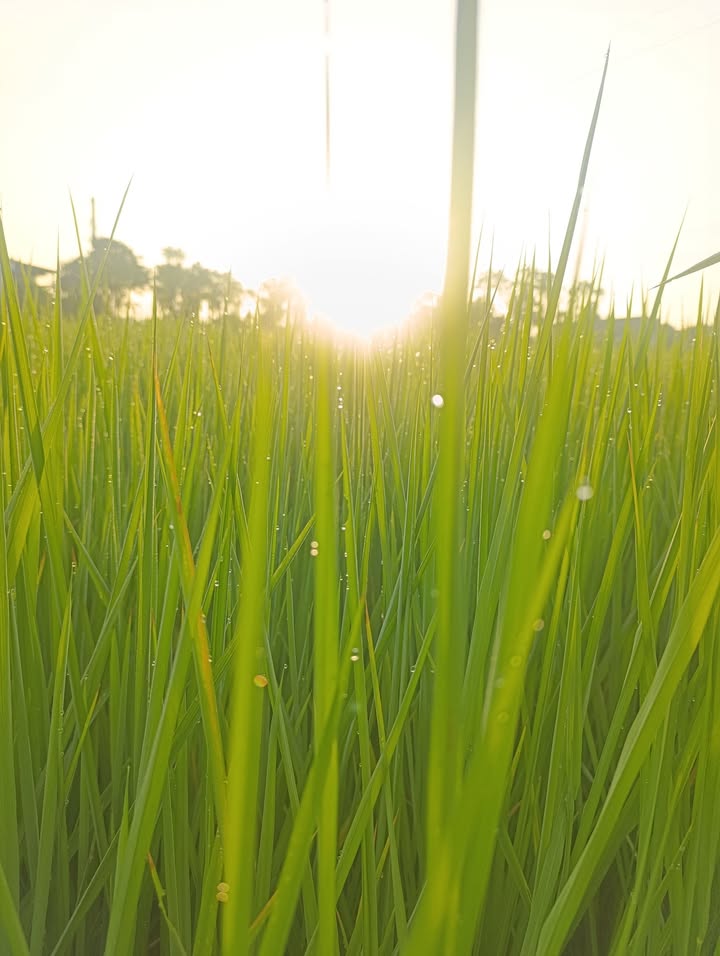 Đất nền Long Bình 550m² 380tr - Sổ đỏ chính chủ