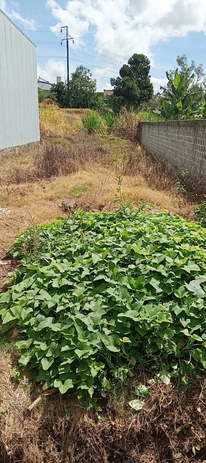 Đất nền Lộc Sơn Bảo Lộc 156m² 1,75 tỷ - Sổ đỏ chính chủ