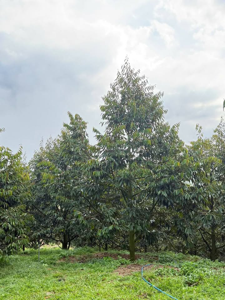 Đất vườn Lộc Nam Bảo Lâm 1.908m² - Sổ hồng rõ ràng