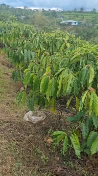 Đất nền Bảo Lộc P2 864m² 1.5 tỷ - Sổ đỏ chính chủ