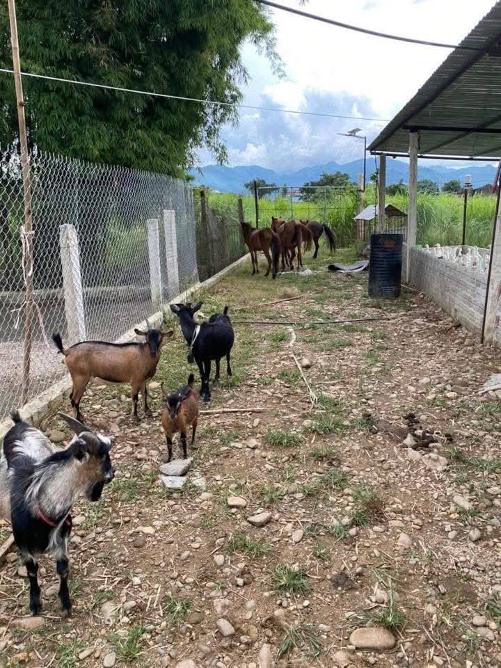 Trang trại Thanh An Điện Biên 1ha - Sổ đỏ chính chủ