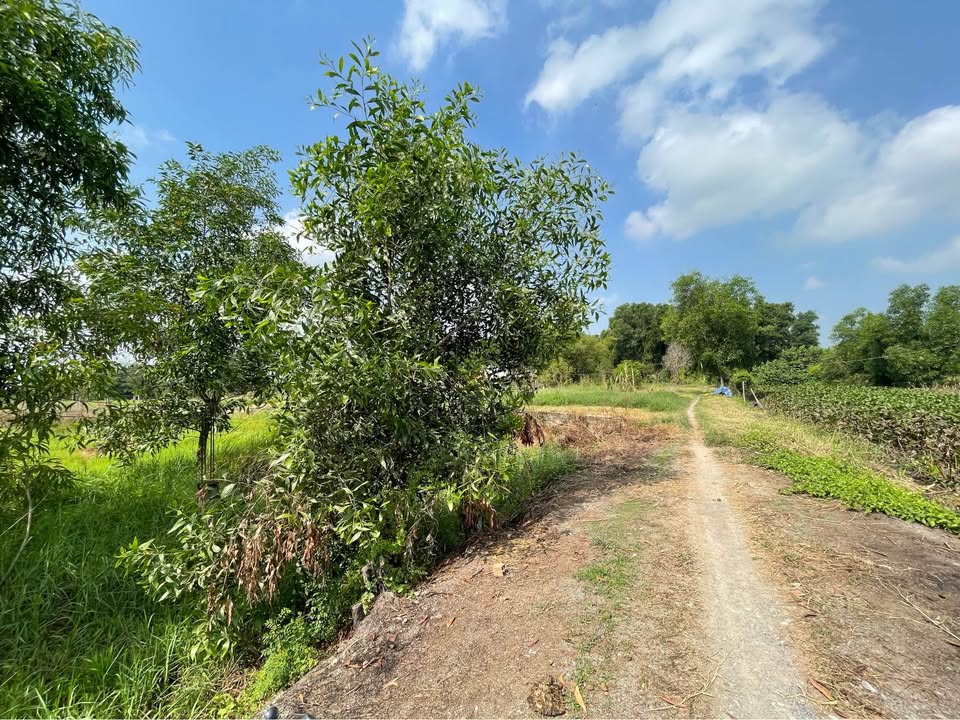 Đất nền Đức Hòa 1000m² 4 tỷ - Sổ đỏ chính chủ