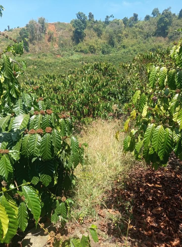 Đất vườn Lâm Hà 26.000m² 6.3 tỷ - Nghỉ dưỡng lý tưởng