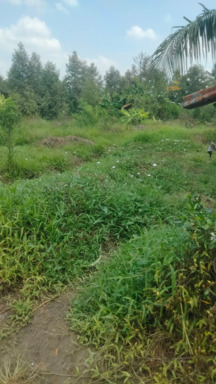 Đất nền Mỹ Long 620m² 420 triệu - Xây dựng tự do