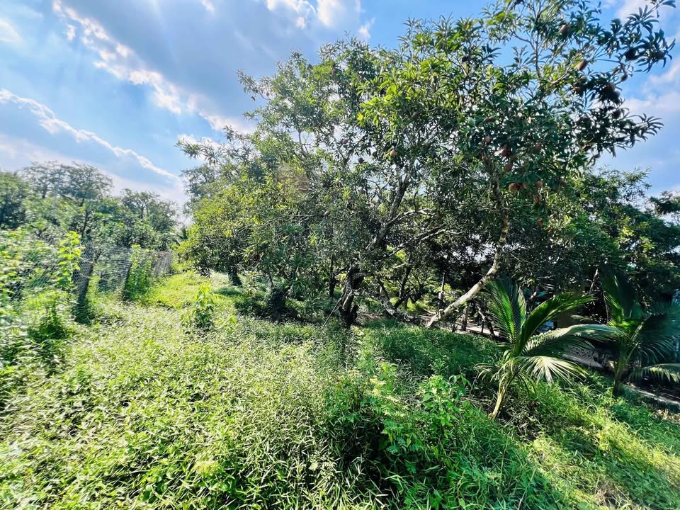 Đất thổ cư Kim Sơn Tiền Giang 155m² 350 triệu - Sổ đỏ chính chủ