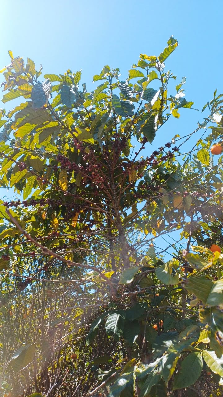 Đất nền Vĩnh Hiệp, Vĩnh Thạnh 85m² - Sổ đỏ chính chủ!