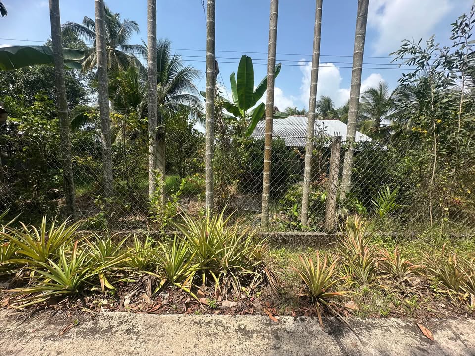 Đất vườn Gò Quao 7950m² giá 1.5 tỷ - Đầu tư dài hạn