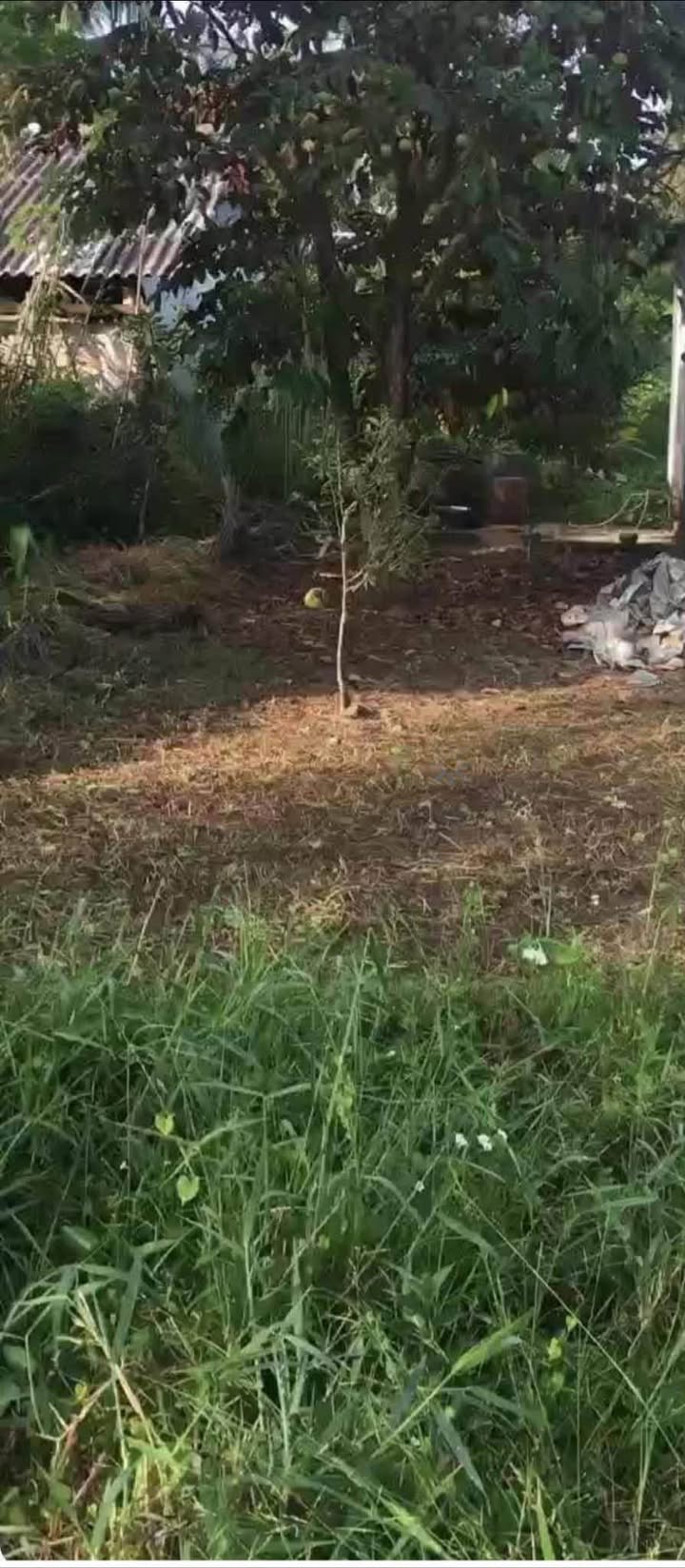 Đất nền Thạnh Tân Sóc Trăng 210m² thổ cư 150m² - Sổ đỏ chính chủ