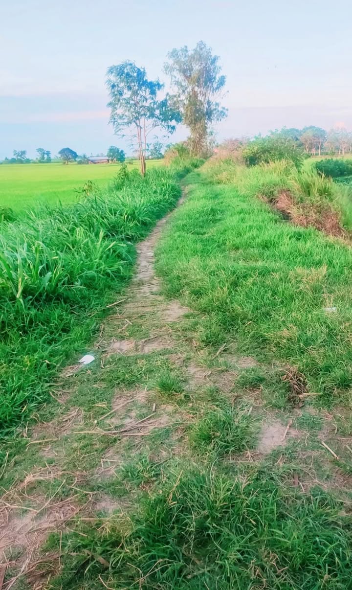 Đất ruộng An Ninh Châu Thành 7.000m² 910 triệu - Giá đầu tư tốt