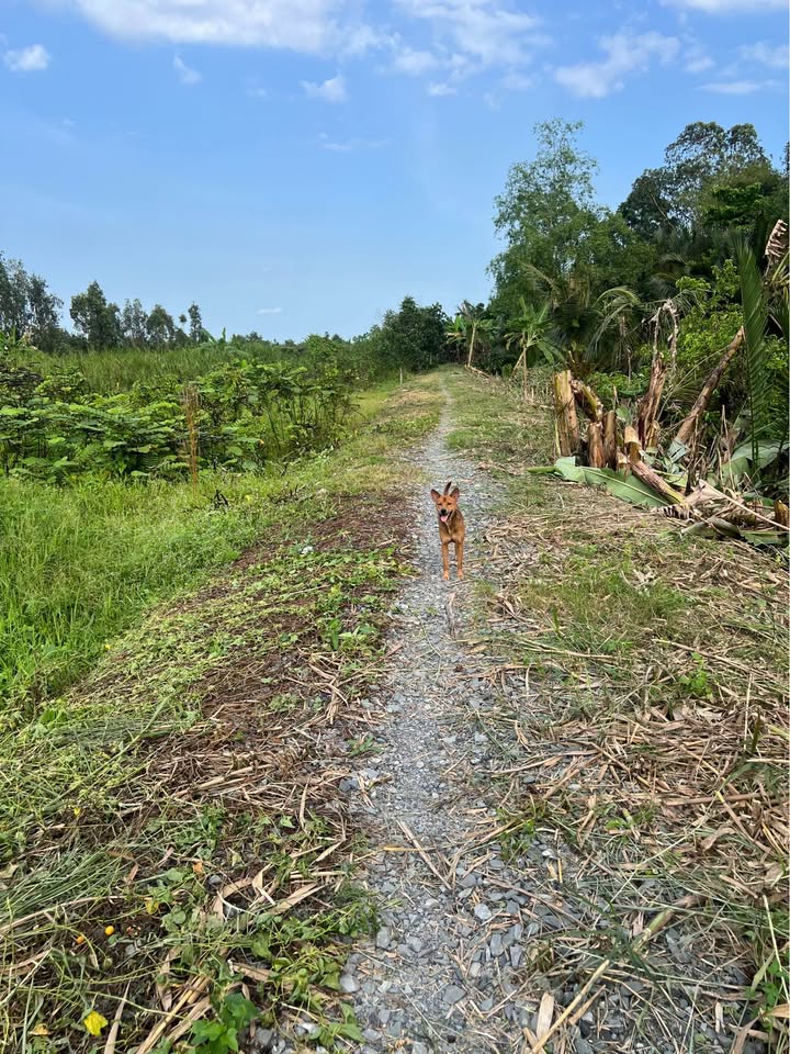 Đất nền Thốt Nốt Phú Trí B 480 triệu - Sổ hồng chính chủ