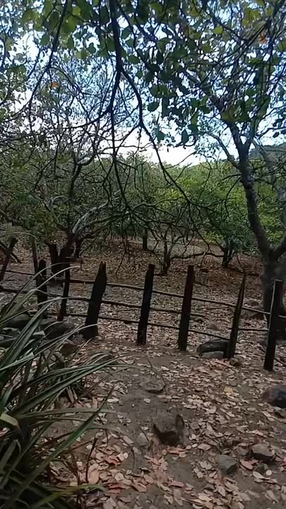 Đất vườn Ia Khươl 18ha 2 tỷ - Đầu tư dài hạn