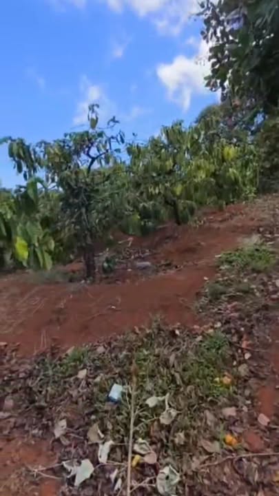 Farm Ia O, Gia Lai 1ha 1.2 tỷ - Sổ đỏ chính chủ giá rẻ