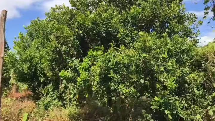 Đất vườn Chư Sê 3.240m² 1,6 tỷ – Sinh thái xanh