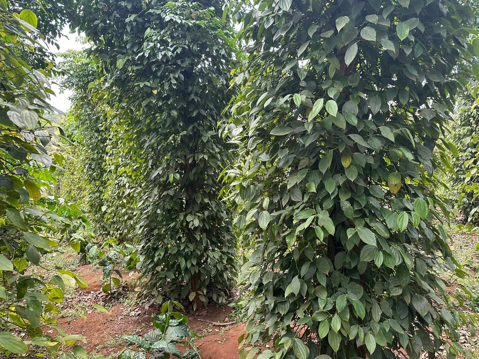 Đất Hải Yang, Đăk Đoa 1.800m² - Đường to ô tô