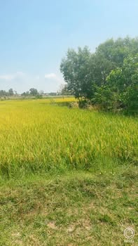 Đất nền Bến Cầu Tây Ninh 4.000m² - Sổ đỏ chính chủ