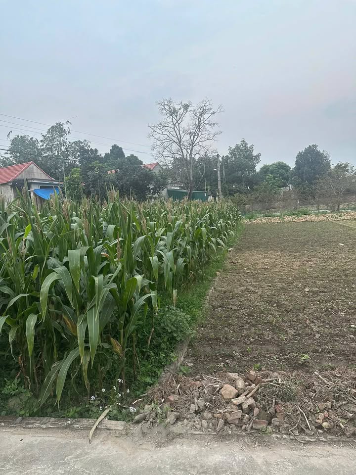 Đất nền Tam Nông Phú Thọ 128m² 8xx triệu - Sổ đỏ chính chủ