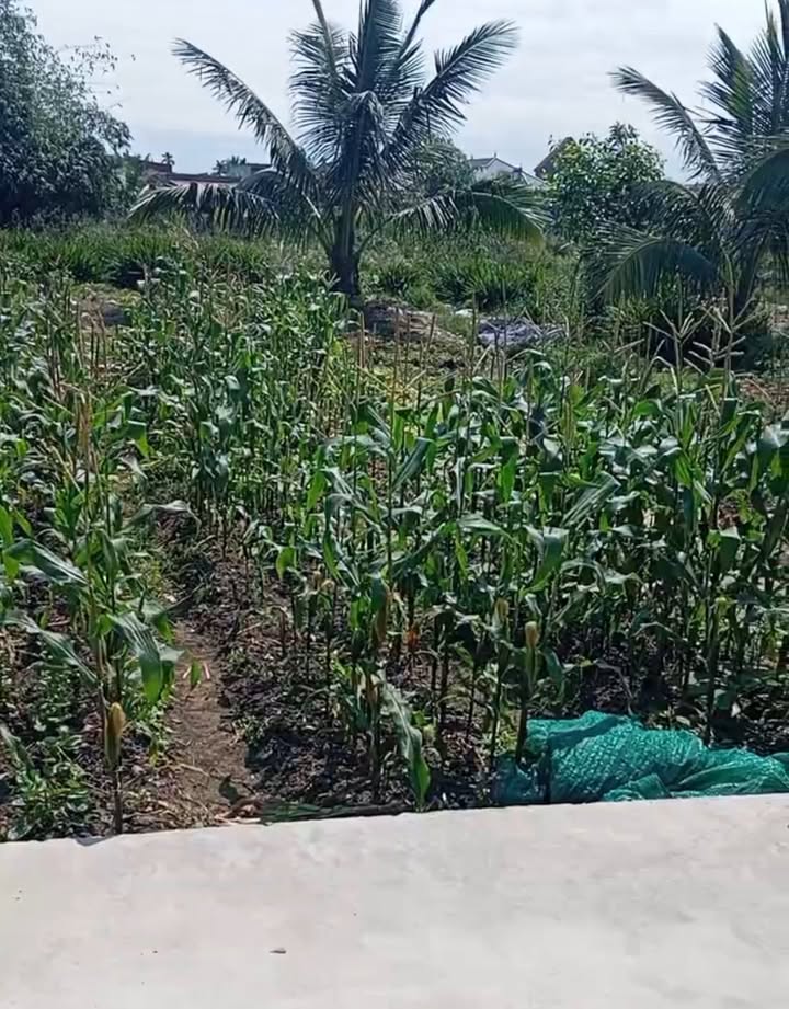 Đất nền Mỹ Đức An Lão 65m² 550 triệu - Sổ đỏ chính chủ