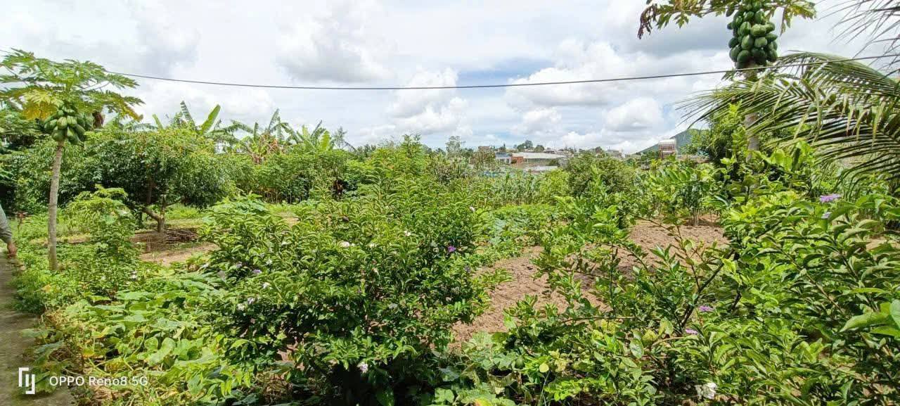 Đất nền Quảng Ngãi Đạ Huoai 250m² 1 tỷ - Pháp lý rõ ràng