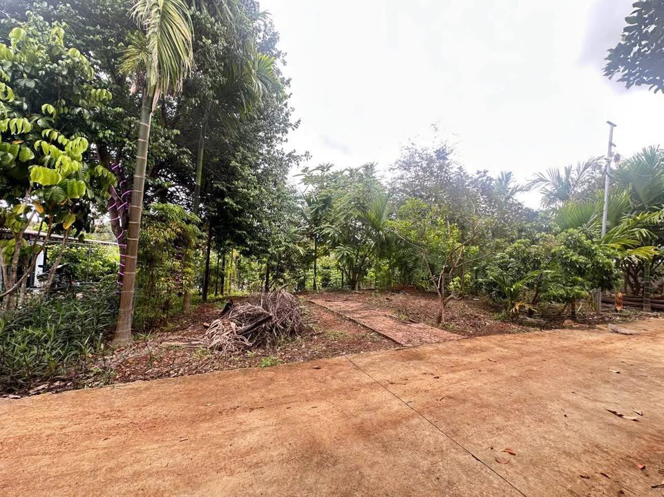 Nhà vườn Mậu Thân Tuy Hòa 1.260m² 2.69 tỷ - Đầu tư dài hạn