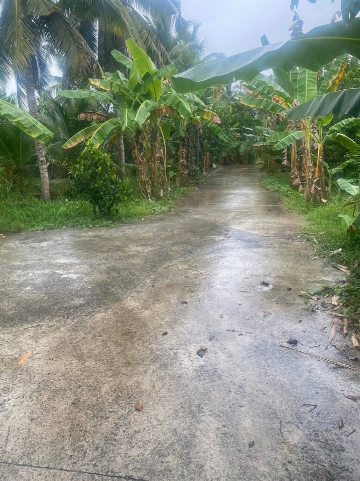 Đất vườn dừa Thành Triệu 6.286m² 750 triệu - Sổ đỏ chính chủ