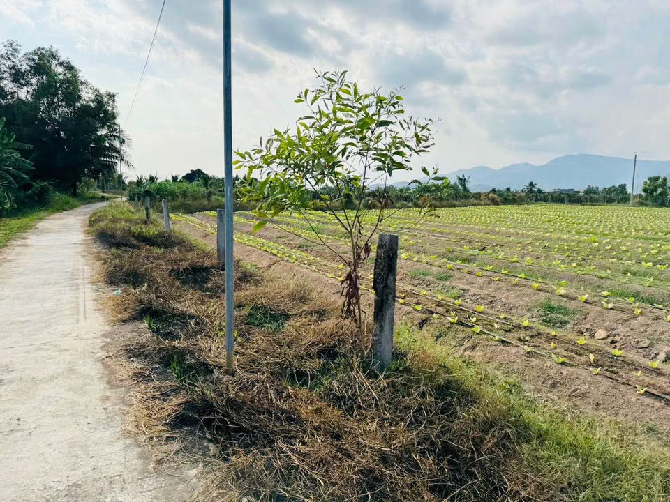 Đất nền Hàm Liêm 3.000m² 750tr/sổ - Giá tốt hiếm có